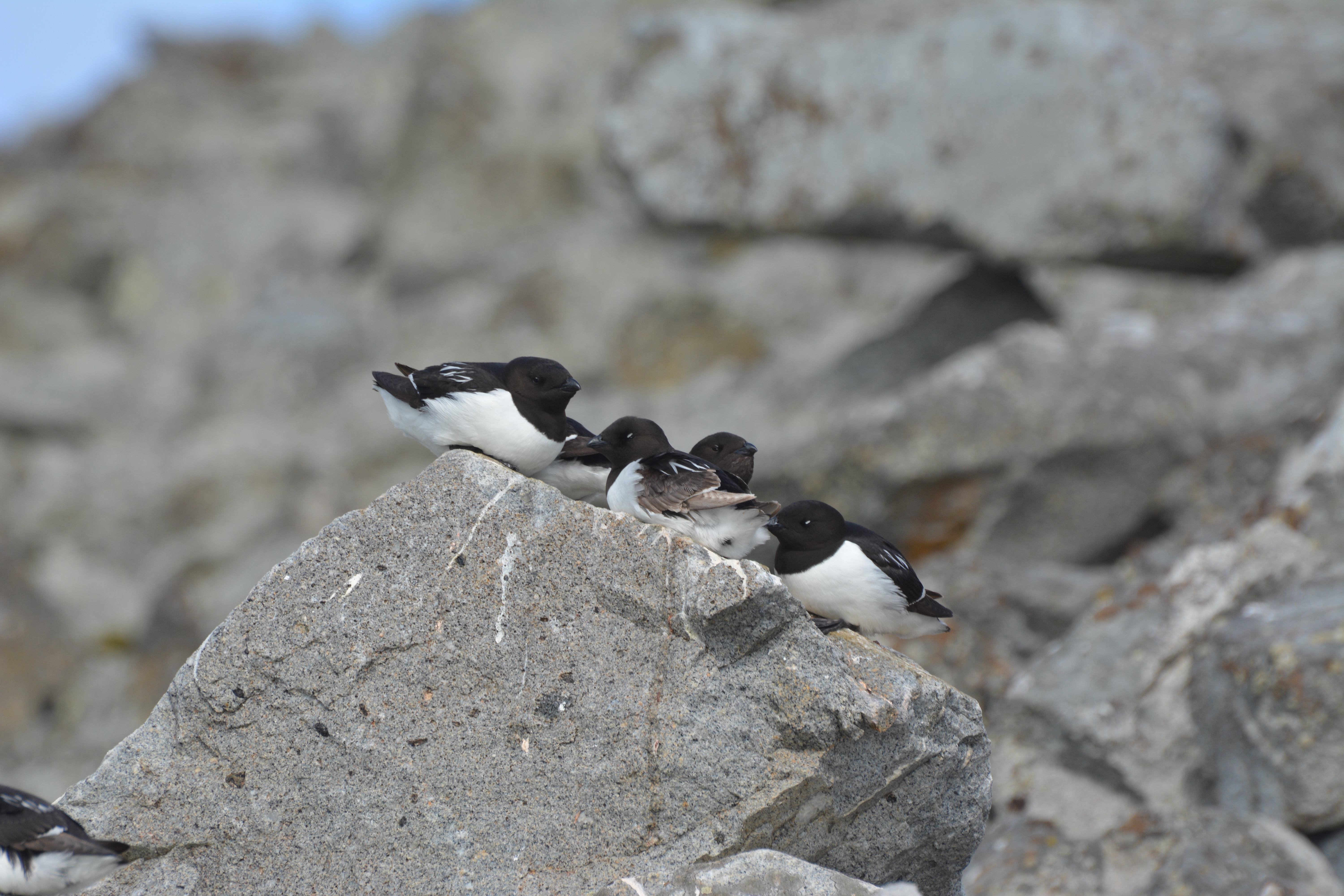 Little Auk, Hornsund