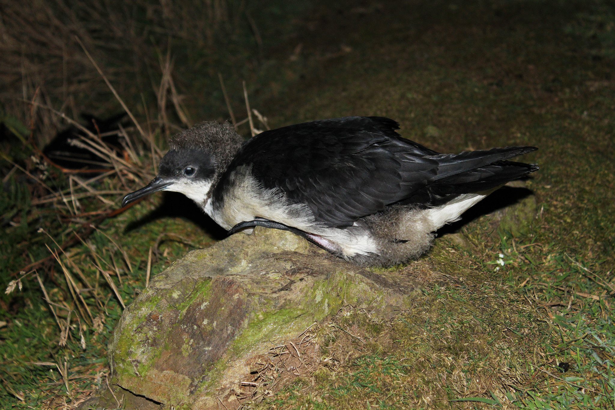 Manx Shearwater fledgling, Skomer Island