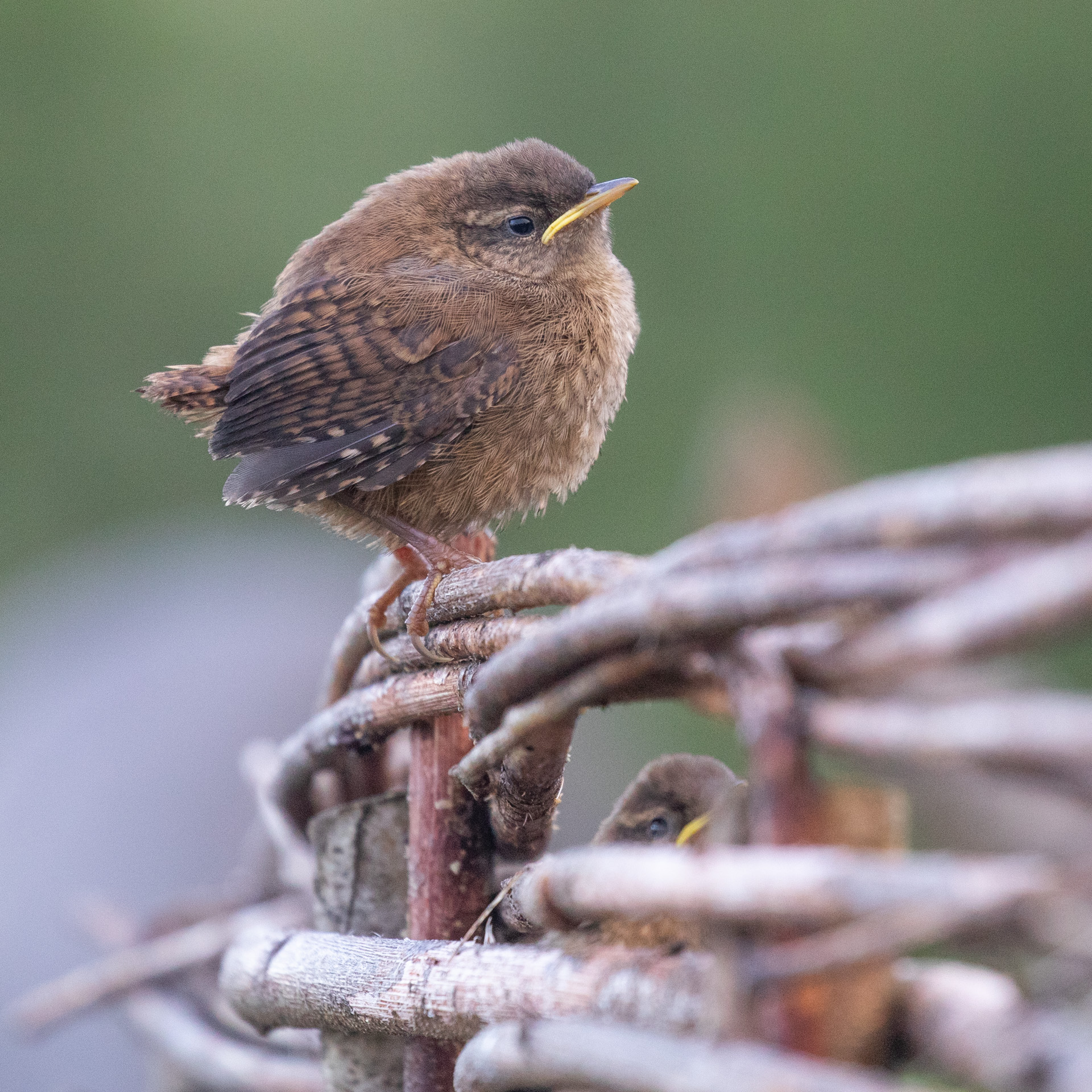 Travel & accommodation